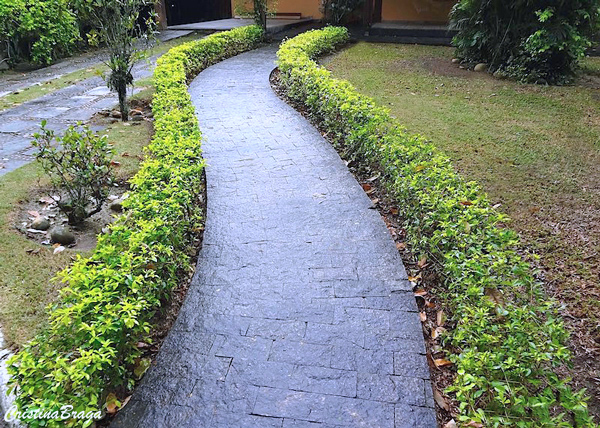 Pingo de ouro - Duranta 'Gold Mound'
