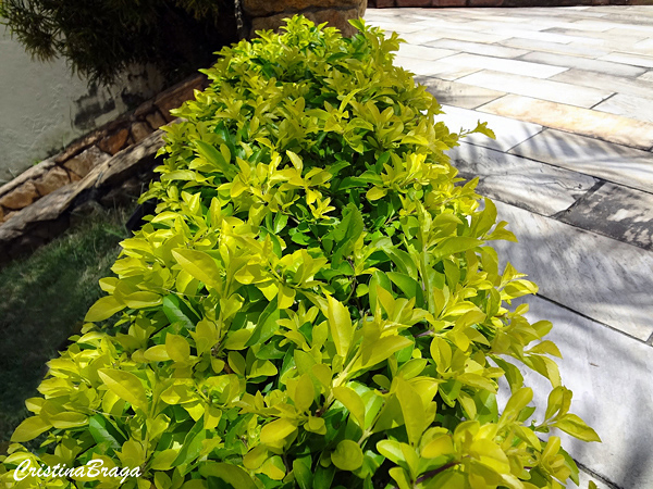 Pingo de ouro - Duranta 'Gold Mound'