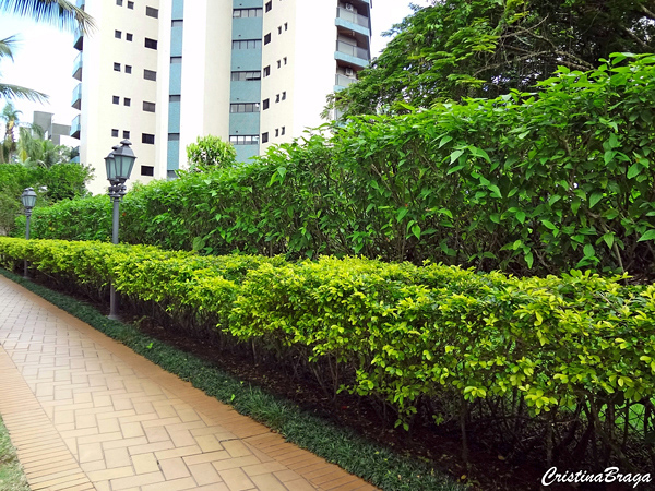 Pingo de ouro - Duranta 'Gold Mound'