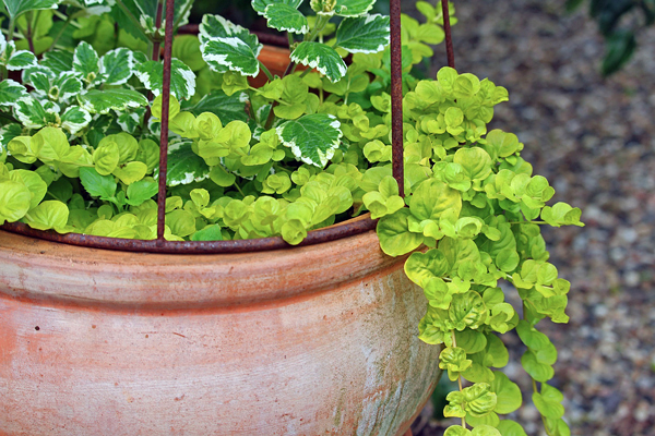 Pingo Dourado - Lysimachia nummularia