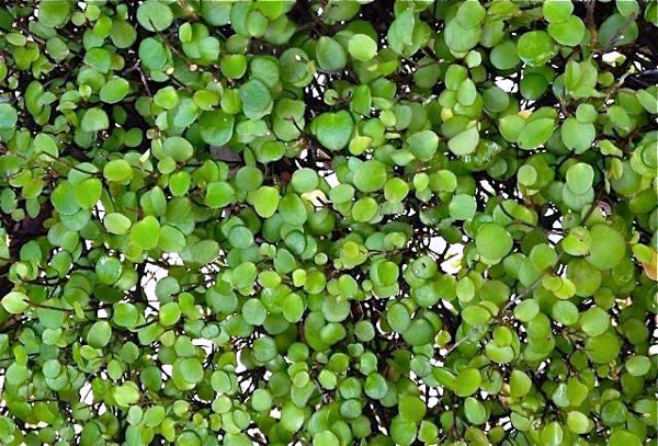 Planta arame - Muehlenbeckia complexa