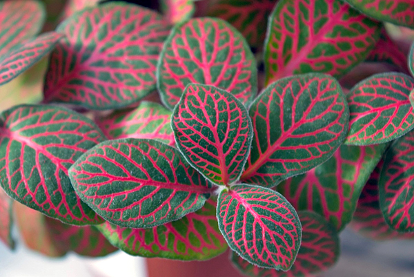 Planta mosaico - Fittonia verschaffeltii