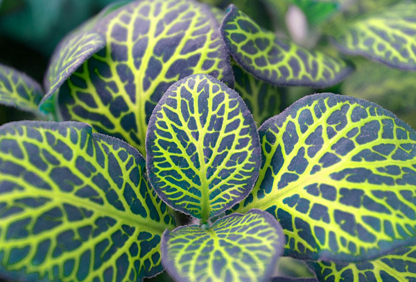 Planta mosaico - Fittonia verschaffeltii