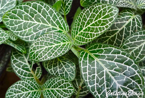 Planta mosaico - Fittonia verschaffeltii