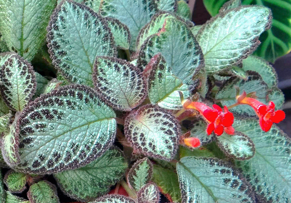 Planta tapete - Episcia cupreata