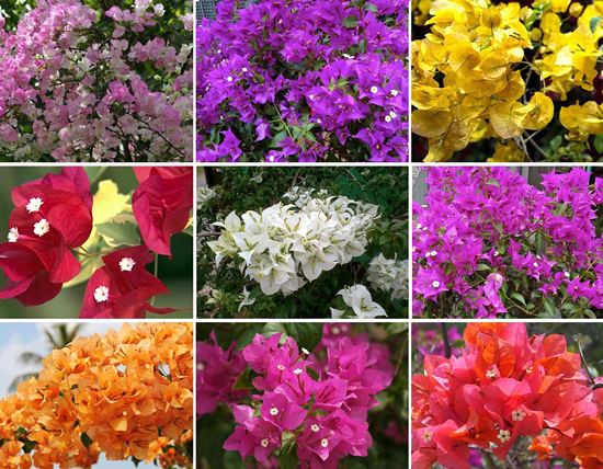 Primavera - Bougainvillea spectabilis