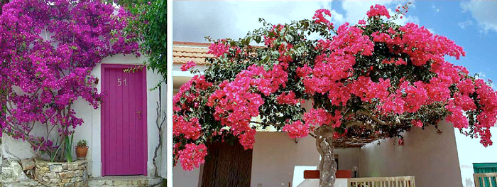 Primavera - Bougainvillea spectabilis