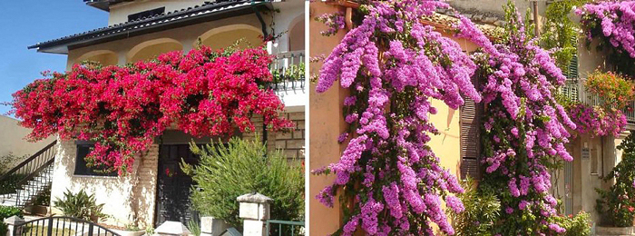 Primavera - Bougainvillea spectabilis