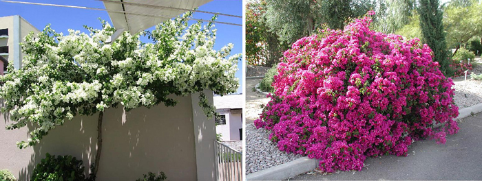 Primavera - Bougainvillea spectabilis