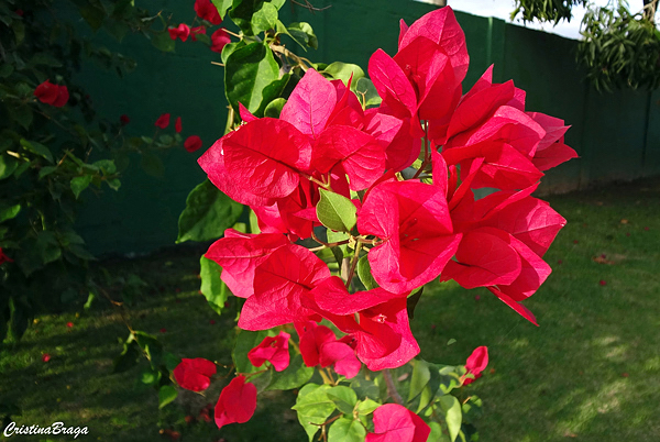 Primavera - Bougainvillea spectabilis