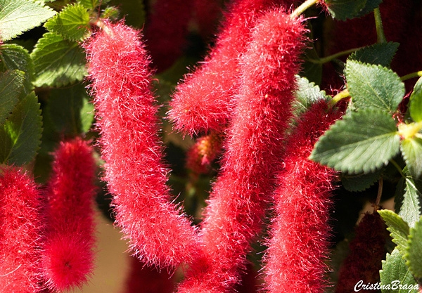 Rabo de Gato - Acalypha reptans