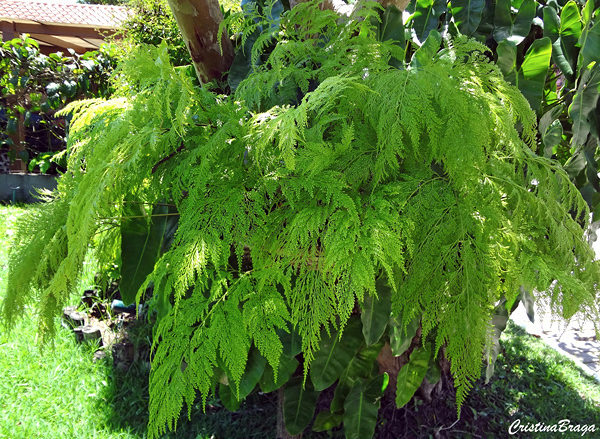 Renda Portuguesa - Davallia fejeensis