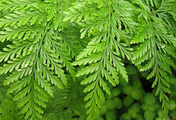 Renda Portuguesa - Davallia fejeensis