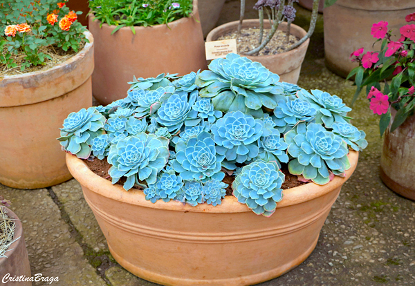 Rosa de Pedra - Echeveria - Flores e Folhagens