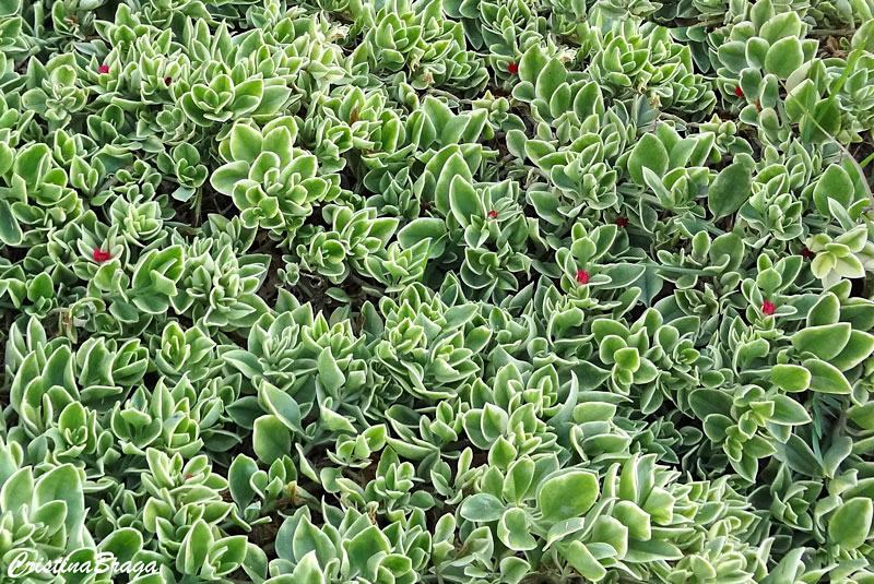 Rosinha de sol - Aptenia cordifolia - Flores e Folhagens