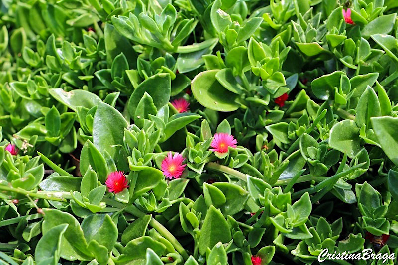 Rosinha de sol - Aptenia cordifolia - Flores e Folhagens