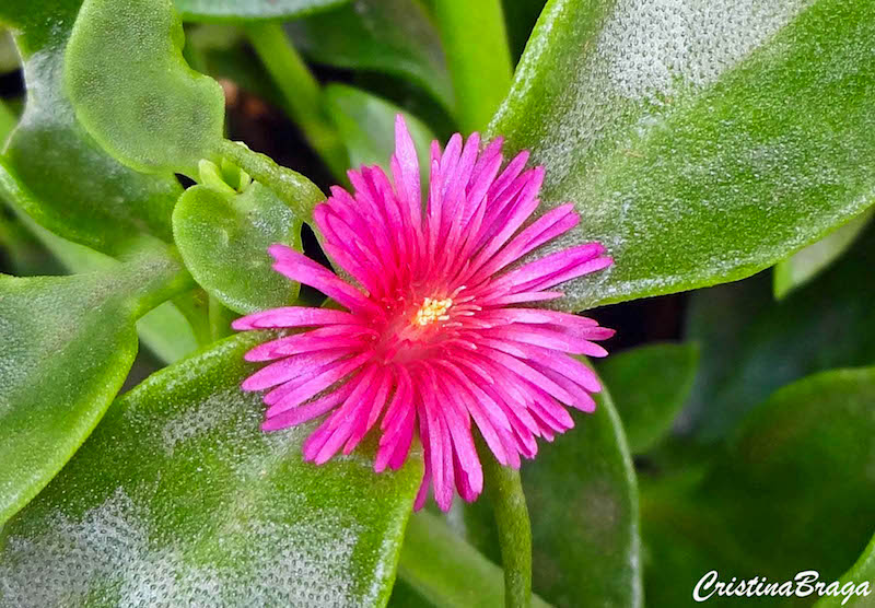 Rosinha de sol - Aptenia cordifolia - Flores e Folhagens