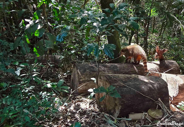 Serra da Cantareira - Parque Estadual
