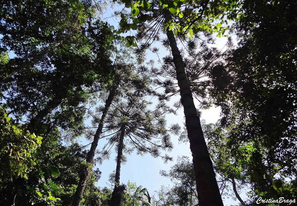 Serra da Cantareira - Parque Estadual