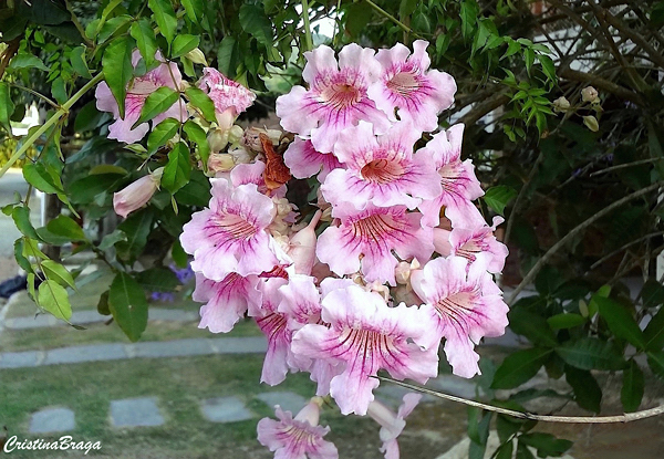 Sete léguas - Podranea ricasoliana