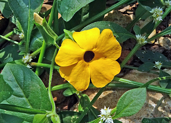 Suzana de olhos negros - Thunbergia alata