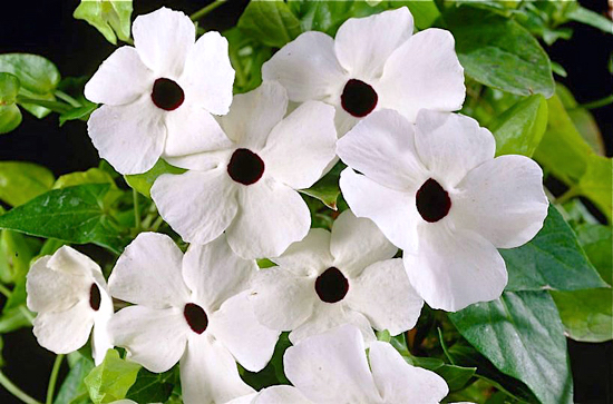 Suzana de olhos negros - Thunbergia alata