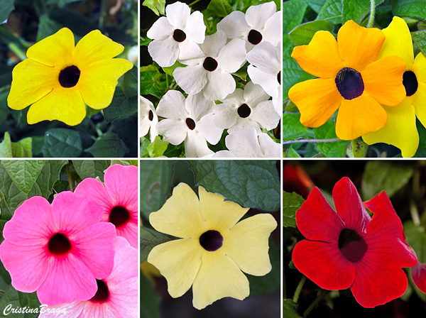 Suzana de olhos negros - Thunbergia alata