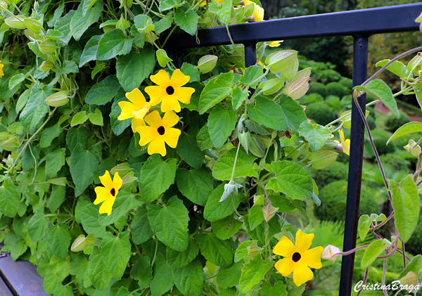 Suzana de olhos negros - Thunbergia alata