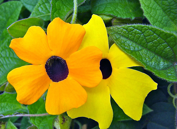 Suzana de olhos negros - Thunbergia alata