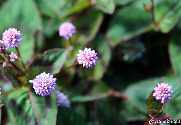 Tapete inglês - Polygonum capitatum