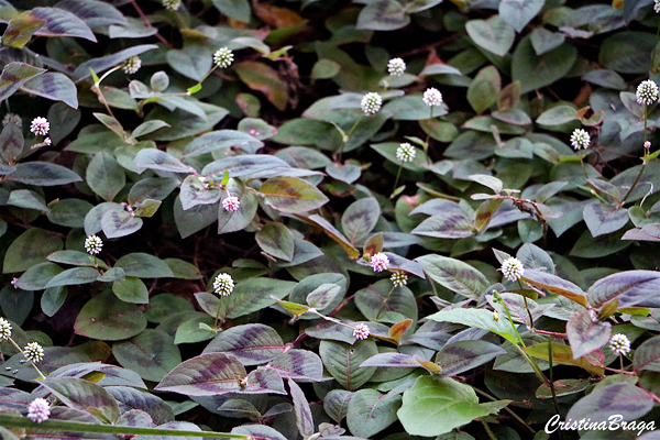 Tapete inglês - Polygonum capitatum - Flores e Folhagens