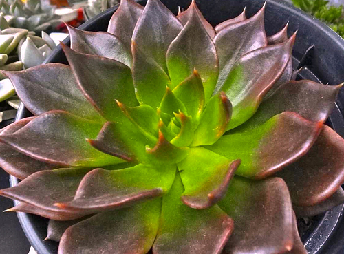 Tipos de Echeverias