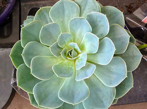 Tipos de Echeverias
