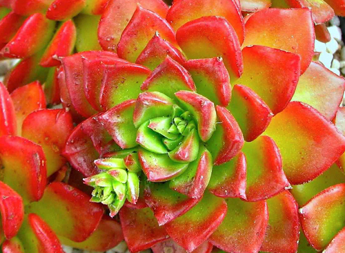 Tipos de Echeverias