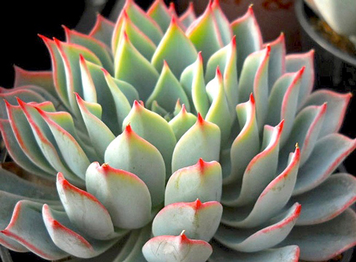 Tipos de Echeverias