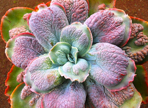 Tipos de Echeverias