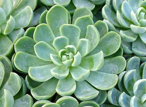 Tipos de Echeverias