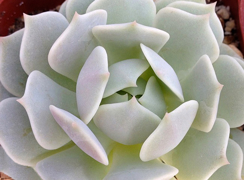 Tipos de Echeverias