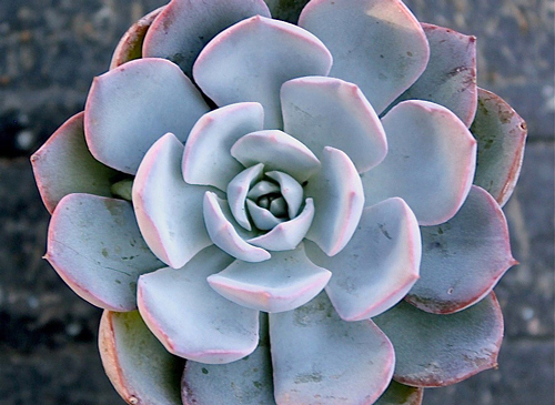 Tipos de Echeverias