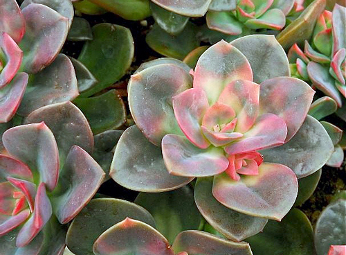 Tipos de Echeverias