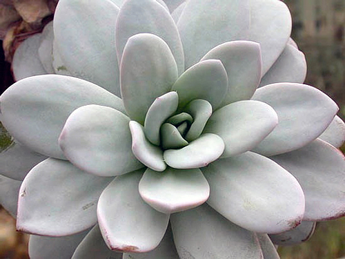 Tipos de Echeverias