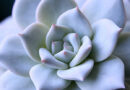 Tipos de Echeverias