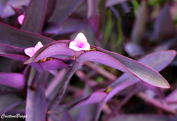 Trapoeraba roxa - Tradescantia pallida purpurea