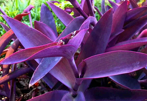 Trapoeraba roxa - Tradescantia pallida purpurea - Flores e Folhagens