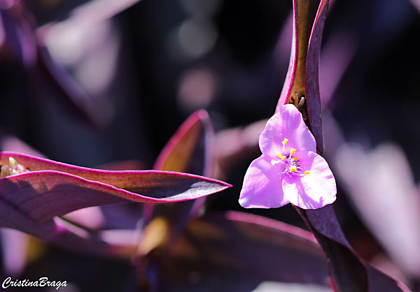 Trapoeraba roxa - Tradescantia pallida purpurea