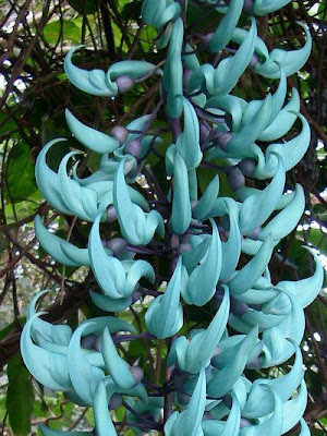 Trepadeira Jade - Strongylodon macrobotrys