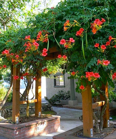 Trombeta Chinesa - Campsis grandiflora