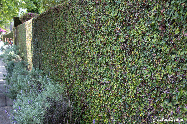 Unha de Gato - Ficus pumila