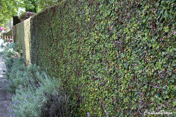 Unha de Gato - Ficus pumila