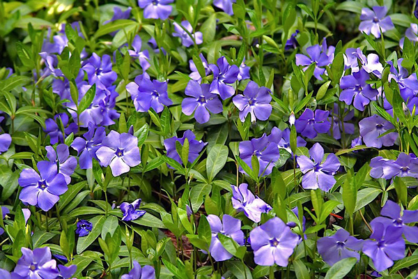 Vinca pendente - Vinca major